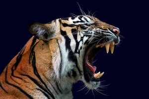 Kopf der tiger-sumatera-nahaufnahme mit dunkelblauer wand