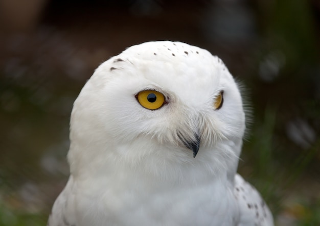 Kopf der weißen Snowy Owl