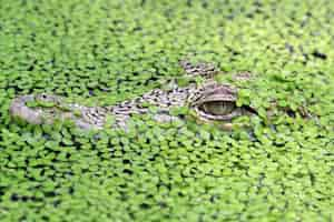 Kostenloses Foto kopf junges krokodil