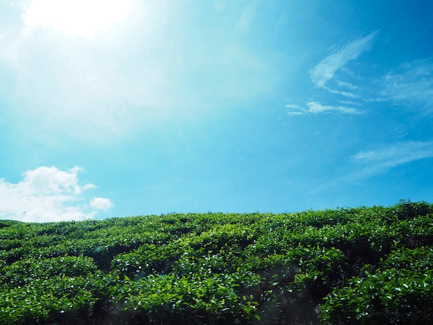 Kopienraum des blauen Himmels mit Sträuchen