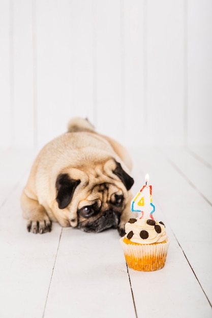 Kopieren Sie Raumhund mit Kuchen für seine Feier des vierten Jahres