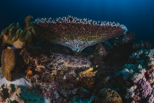 Korallenriff mit verzweigenden Korallen und bunten tropischen Fischen schwimmen