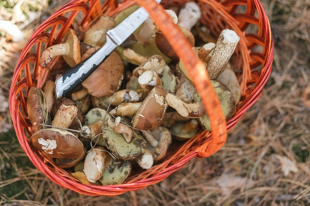 Korb mit Pilzen und einem Messer in einer Waldlichtung.