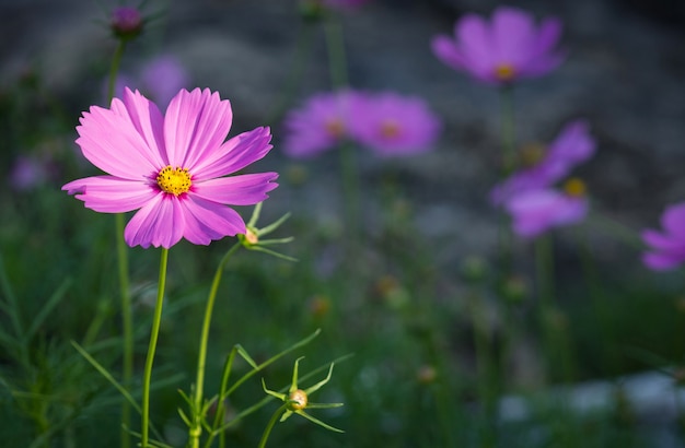 Kostenloses Foto kosmos blumen