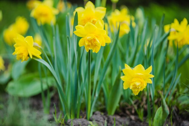 Kostbare gelbe Blüten