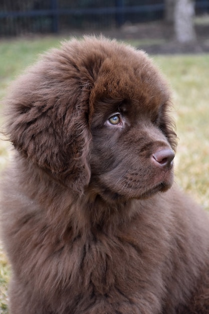 Kostenloses Foto kostbarer flauschiger brauner neufundland-welpenhund, der süß aussieht