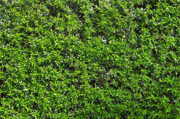 Kostenlose Fototextur von kleinen grünen Blättern