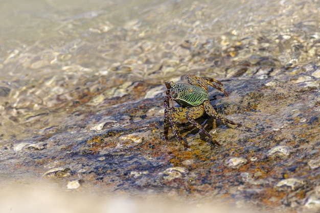 Kostenloses Foto krabbe, die im wasser nah oben geht