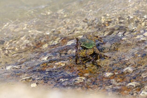 Krabbe, die im Wasser nah oben geht