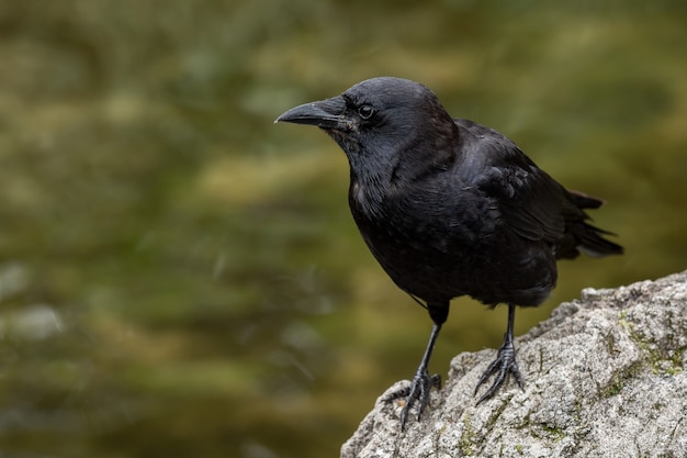 Krähe auf einem Felsen