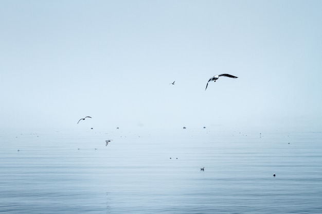 Kraniche, die über das Meer fliegen und in hellblaue Farben getaucht sind