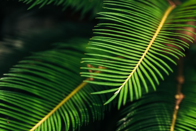 Kreative üppige grüne Blätter Muster Natur Textur Hintergrund