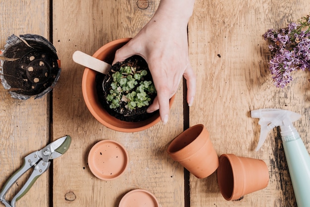 Kostenloses Foto kreatives gartenarbeitkonzept der flachen lage