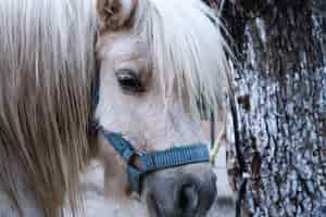 Kostenloses Foto kreatur studio-hintergrund equus mähne