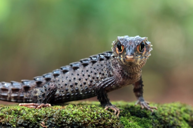 Krokodilskink beim Sonnenbaden auf Mooskrokodilskink Nahaufnahme