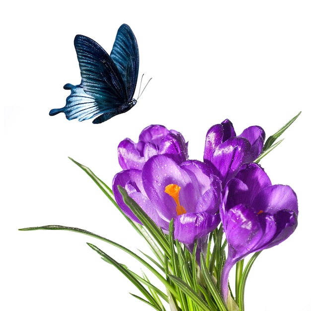 Krokusblumenstrauß mit dem Schmetterling lokalisiert auf Weiß
