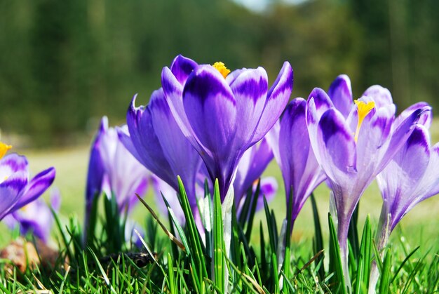 Bilder Krokusse Gratis Vektoren Fotos Und Psds