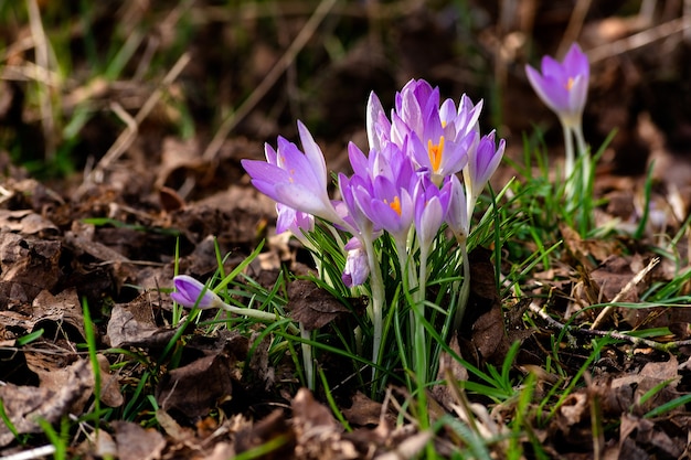 Krokusse zwischen Blättern