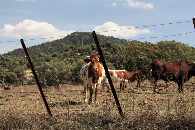 Kühe in einer Bauernhoflandschaft