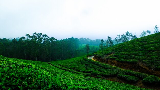 Kühlen Kaffee Indien Tee Blätter Wald