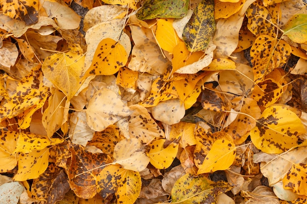 Kühler Hintergrund des gelben gefallenen Herbstlaubs