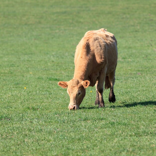 Kuh, die auf einer grünen Wiese am sonnigen Tag weidet