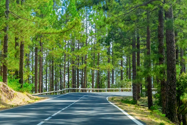 Kurvenreiche Straße in einem Bergwald