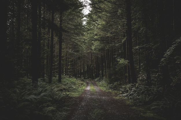 Kurvige schmale schlammige Straße in einem dunklen Wald, umgeben von viel Grün und ein wenig Licht von oben