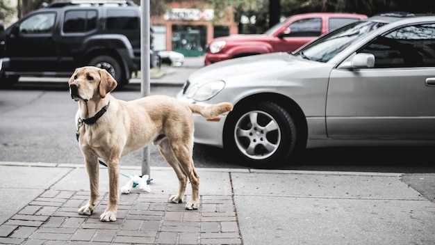 Kurzbeschichteter brauner Hund, der neben grauem Auto steht, das auf Straße geparkt wird