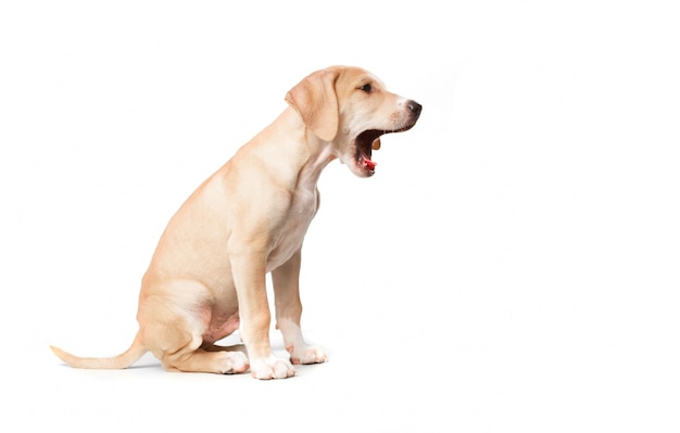 Kurze Haare blond Hund sitzend und Gähnen