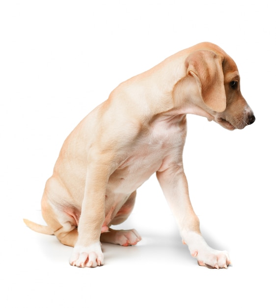 Kurze Haare blond Hund zur Seite schauen