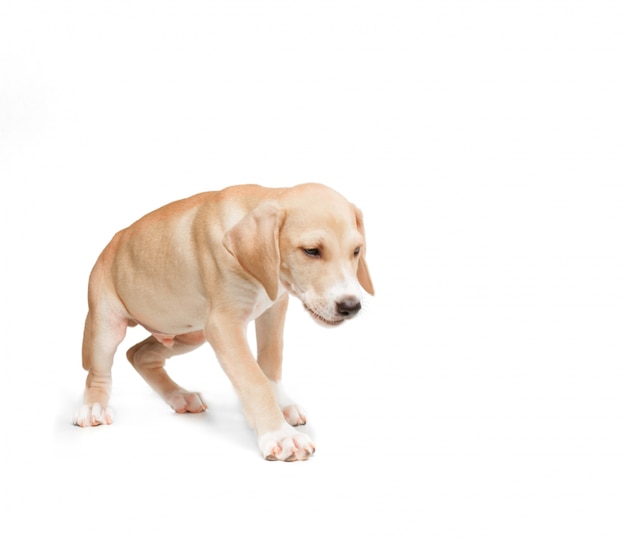 Kostenloses Foto kurze haare blond zu fuß hund