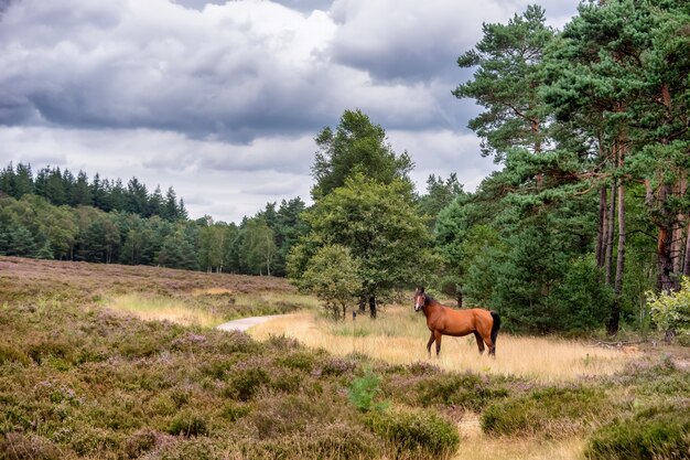 Kurzer Moment der Freiheit in der Heide von Veluwe