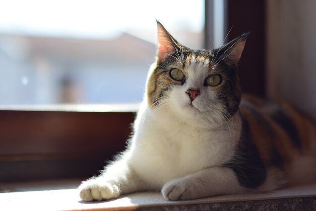 kurzhaarige Hauskatze, die auf einem Fensterbrett sitzt