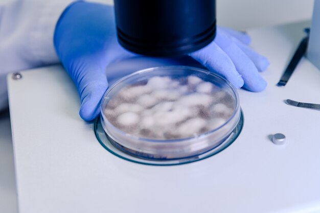 Laborant, der eine Substanz in einer Petrischale untersucht, während er Coronavirus-Forschung betreibt