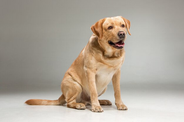 Labrador abrufen