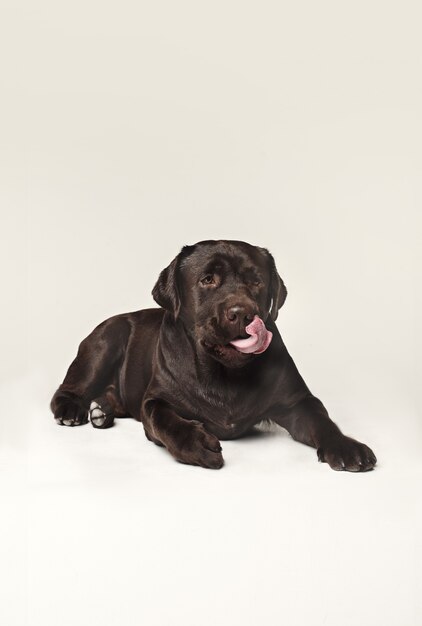 Labrador Retriever Hunderasse Hund braun Breite Zunge aus Hunger