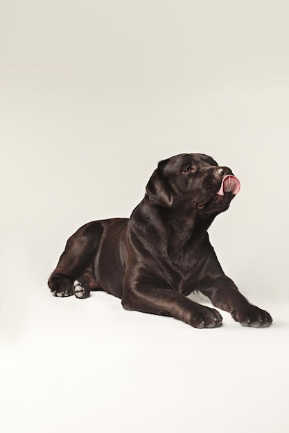 Labrador Retriever Hunderasse Hund braun Breite Zunge raus Hunger. Emotionen von Tieren und leckendes Hundekonzept.