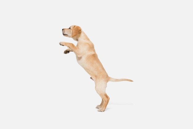 Labrador Retriever kleines Hündchen plying, posiert isoliert auf weißer Wand. Haustierliebe, lustiges Gefühlskonzept. Exemplar für Anzeige. Niedlich posieren. Aktives Haustier in Bewegung, Aktion.