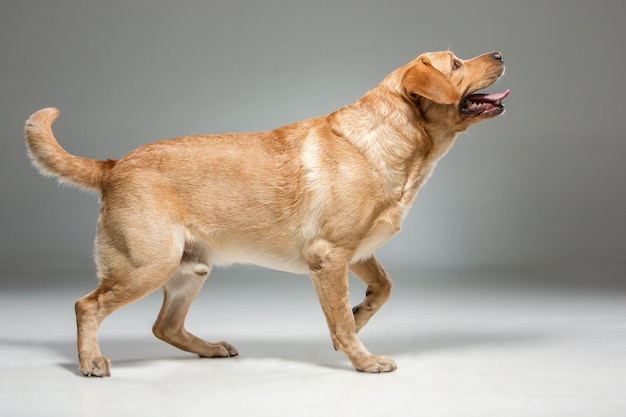 Kostenloses Foto labrador schöner hund