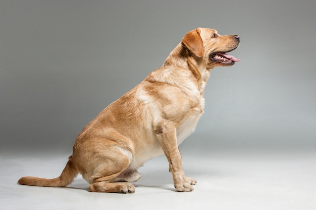 Kostenloses Foto labrador schöner hund