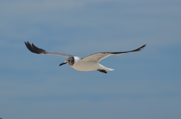 Lachende Möwe, die mit ausgestreckten Flügeln in den Himmel fliegt