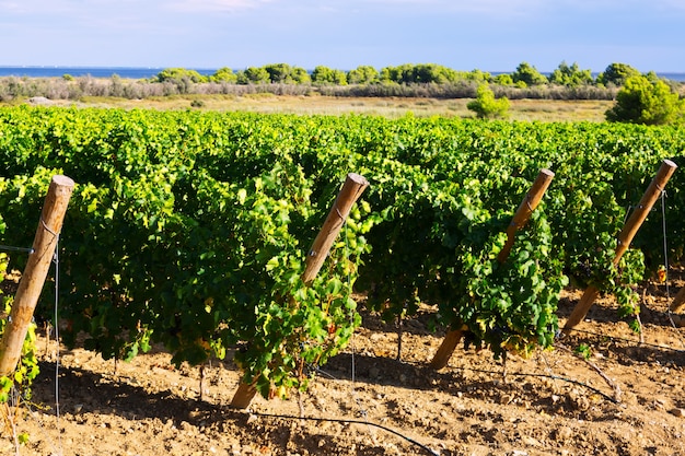 Ländliche Landschaft in der Weinberganlage