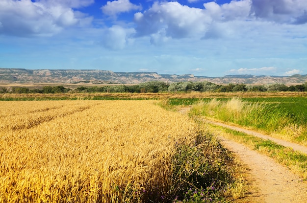 Kostenloses Foto ländliche landschaft mit feldstraße