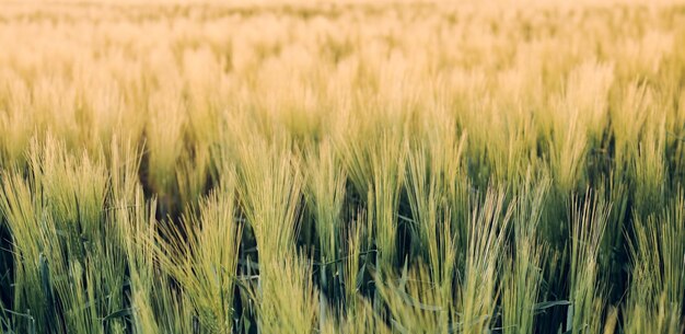 Ländliche Landschaften in strahlendem Sonnenlicht frische Ohren junger grüner Roggen auf der Natur in einem Sommerfeld bei Sonnenuntergang selektiver Weichzeichner geringe Schärfentiefe