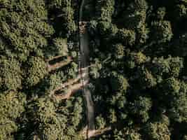 Kostenloses Foto ländliche runde umgeben von grünen tropischen bäumen