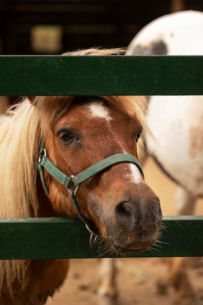 Ländlicher Lebensstil mit süßem Pferd