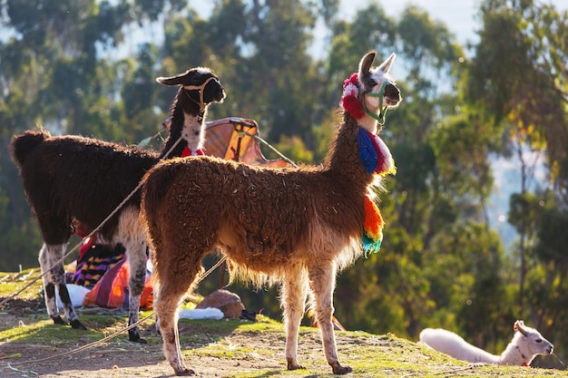 Lama in abgelegener gegend von argentinien Premium Fotos