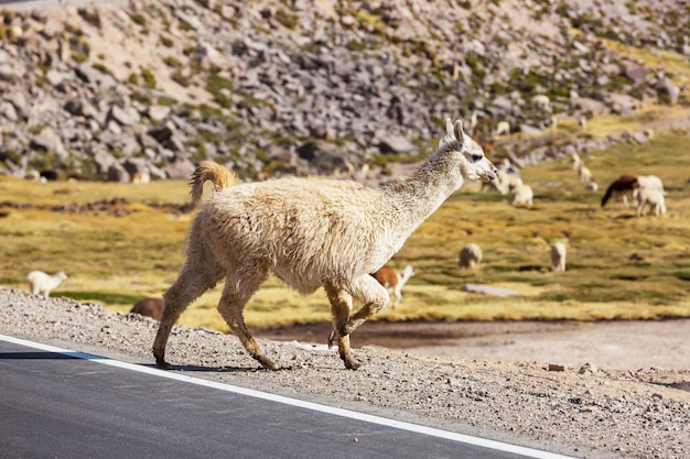 Lama in abgelegener gegend von argentinien Premium Fotos