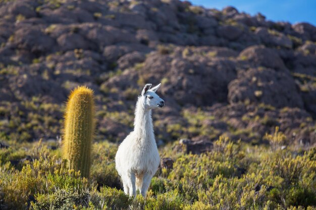 Lama in Bolivien